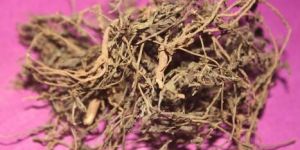 Convolvulus Pluricaulis