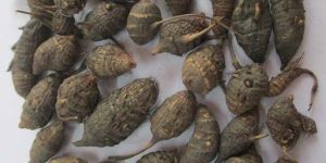 Cyperus Rotundus Seeds