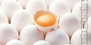 White Eggs