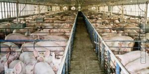 Pig Farming
