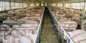 Pig Farming Services