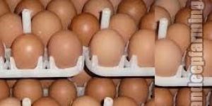 Brown Eggs