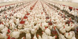 Poultry Farming Services