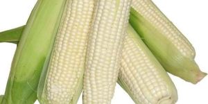 White Corn