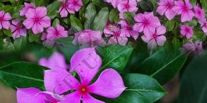 Cathranthus Roseus Herbals