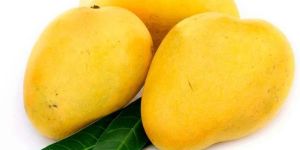 Fresh Mango