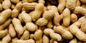 Shelled Peanuts