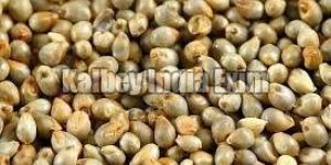 Pearl Millet Grain