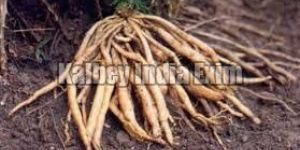Shatavari Roots