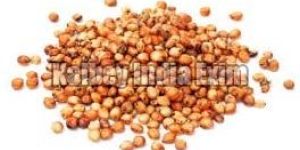 Sorghum Grain