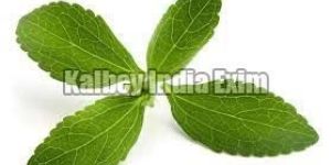 Fresh Stevia Leaves
