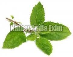 Fresh Tulsi Leaves