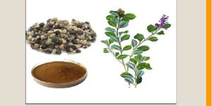 Vitex Agnus Extract
