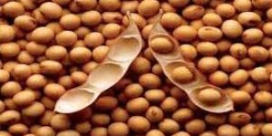Soybean Seeds