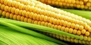 Yellow Maize