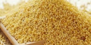 Yellow Millet Seeds