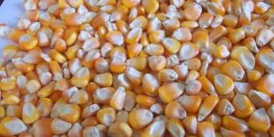 Yellow Corn