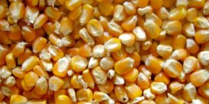 Yellow Maize