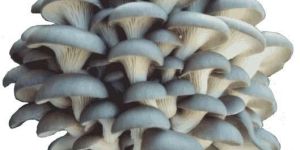 Blue Oyster Mushroom