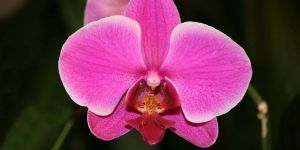 Orchid Flowers