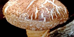 Shiitake Mushroom