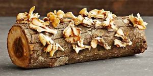 Sonoma Brown Oyster Mushroom