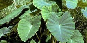 Fresh Colocasia