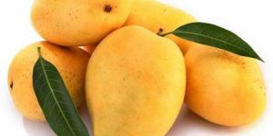 Fresh Mango