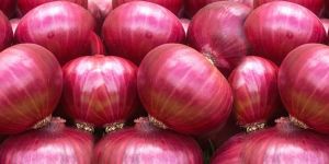 Fresh Onion