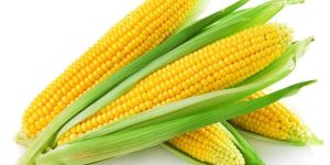 Yellow Corn