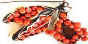 Gloriosa Superba Seeds