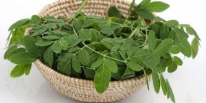 Fresh Moringa Leaves