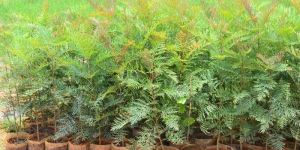 Malabar Neem Plants