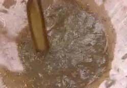 Organic Panchagavya Liquid Fertilizer