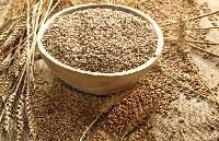 Cereal Grains