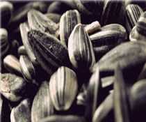 the Sunflower Seeds