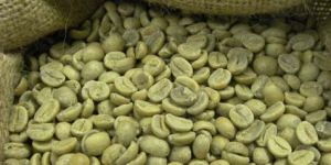 Plantation Coffee Beans