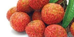 Litchi Pulp