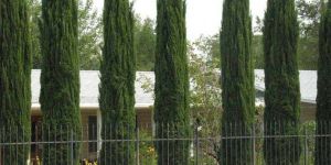 Columnar Evergreen Plants