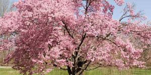 Flowering Shrub Plants