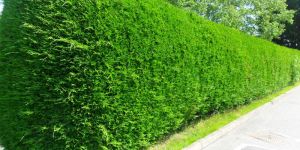 Hedging Plants