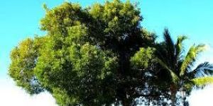 Mahogany Plants