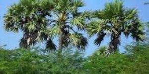 Palm Plants