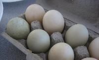 Farm Fresh Duck Eggs