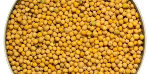 Yellow Mustard Seeds