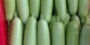 Hybrid Bottle Gourd Seeds