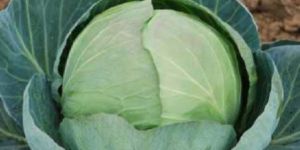Hybrid Cabbage Seeds