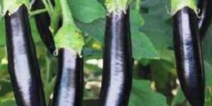 Hybrid Egg Plant Seeds
