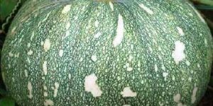 Hybrid Pumpkin Seeds