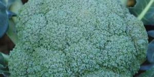 Hybrid Broccoli Seeds